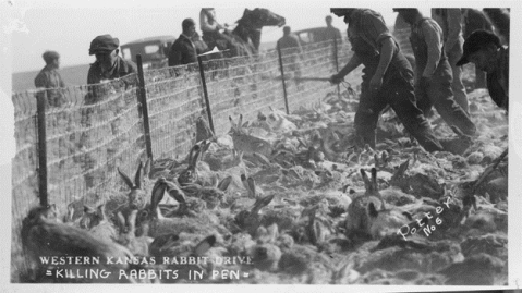 A photo of a rabbit drive, c. 1934. (Kansas Historical Society)
