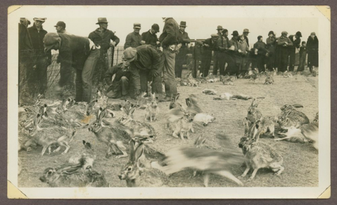 Rabbits scamper at a rabbit drive in western Kansas, c.1934. (Kansas Historical Society)