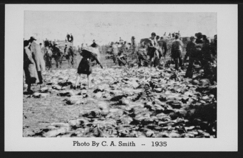 Women check to make sure that there are no rabbits left alive to needlessly suffer, 1935. (Kansas Historical Society)